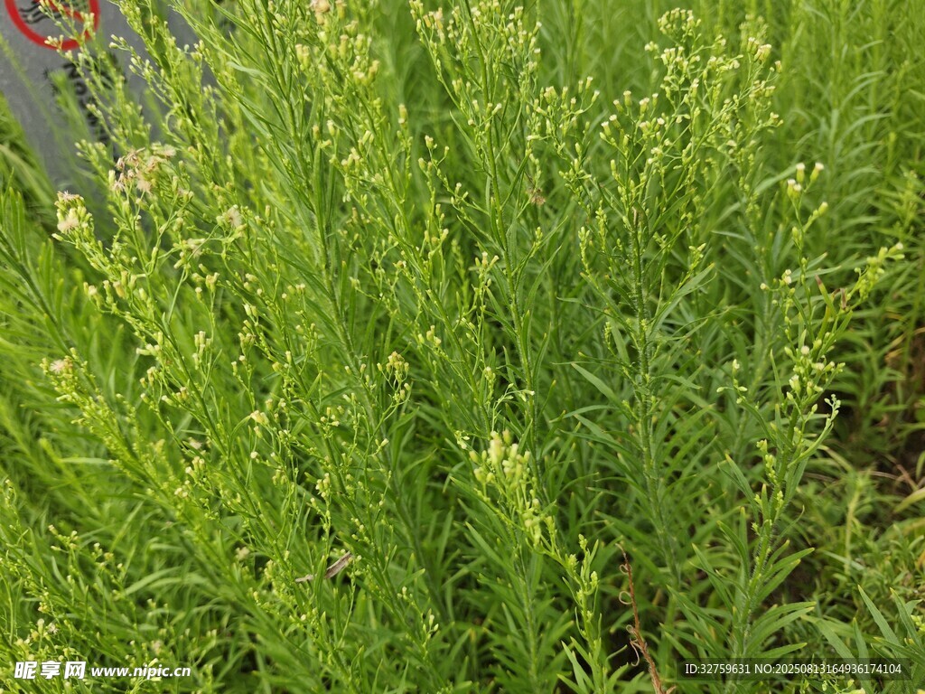 翠绿茂盛的草本植物