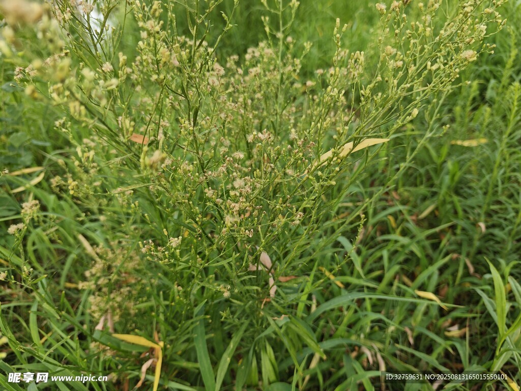 野外丛生的绿色植物