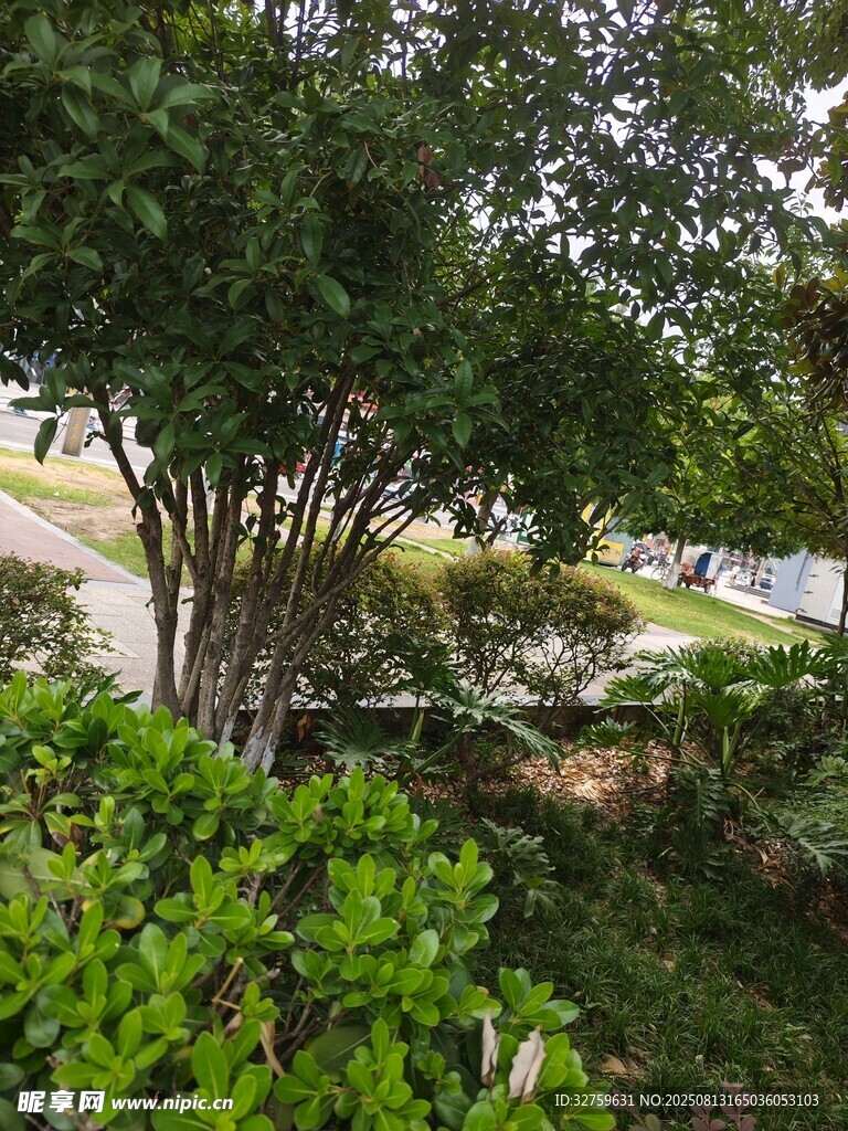 绿意盎然的户外植物景观