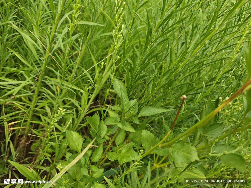 翠绿茂盛的野草植物