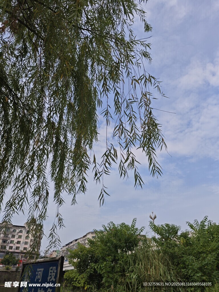 垂柳蓝天旁的绿植景致