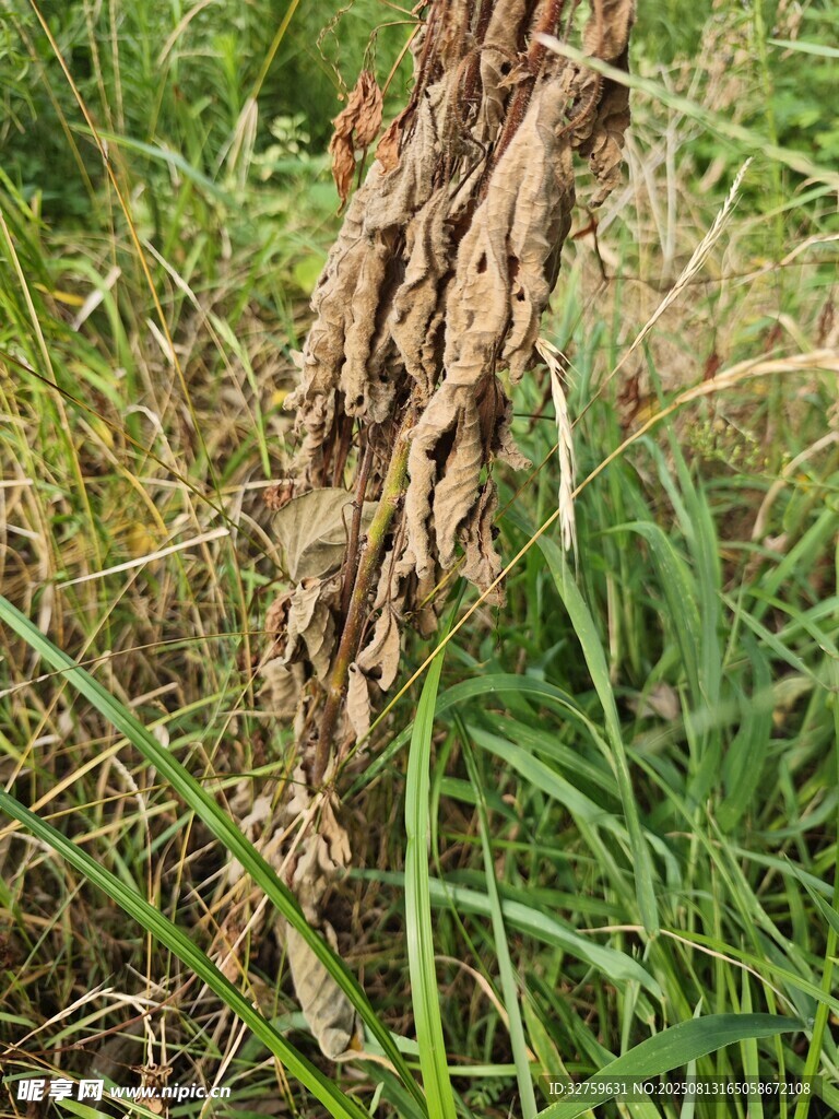 干枯植物立于绿色草丛中