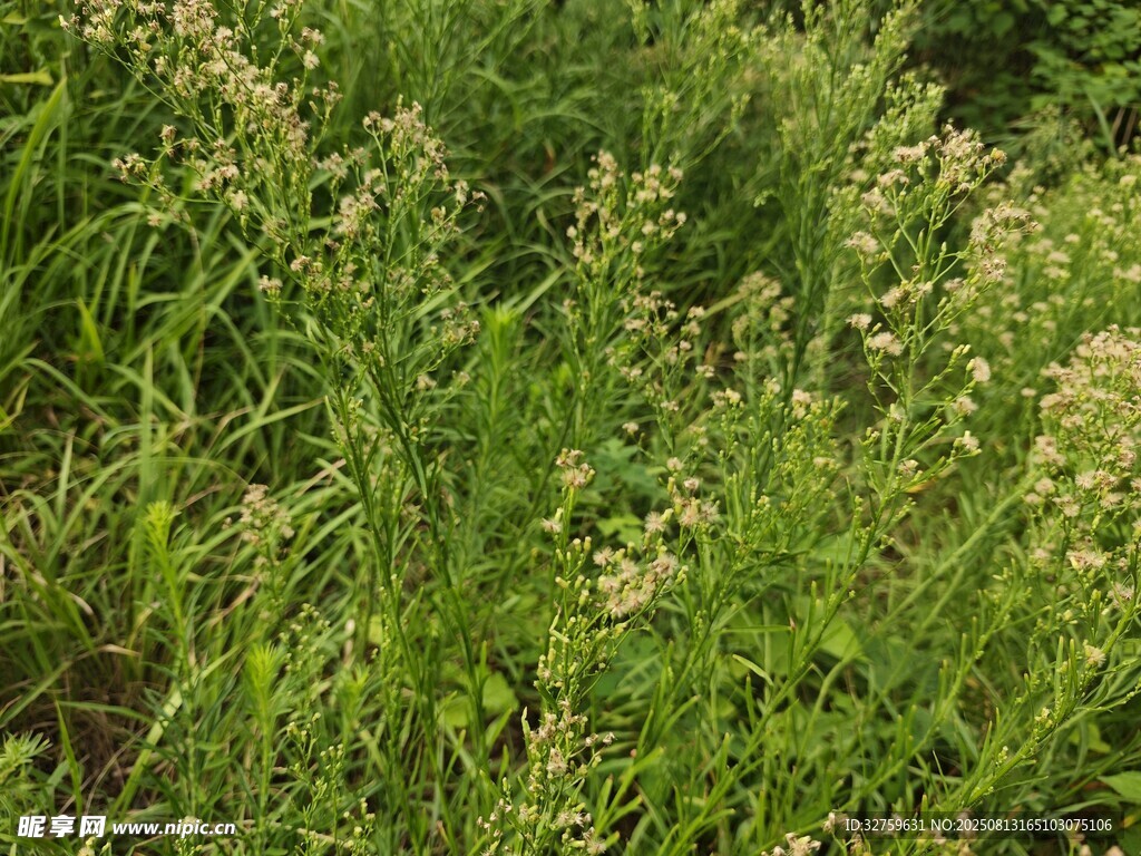 野外繁茂的绿色植物景观
