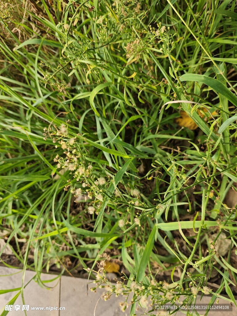 路边绿色草丛特写