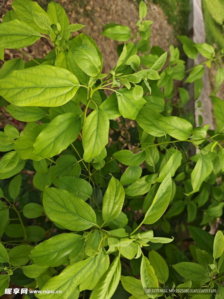 绿叶繁茂的清新植物
