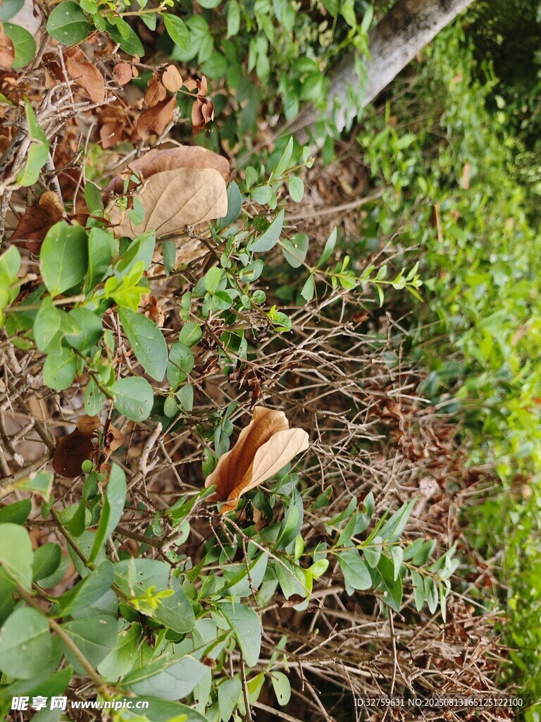 林间植物与落叶景象