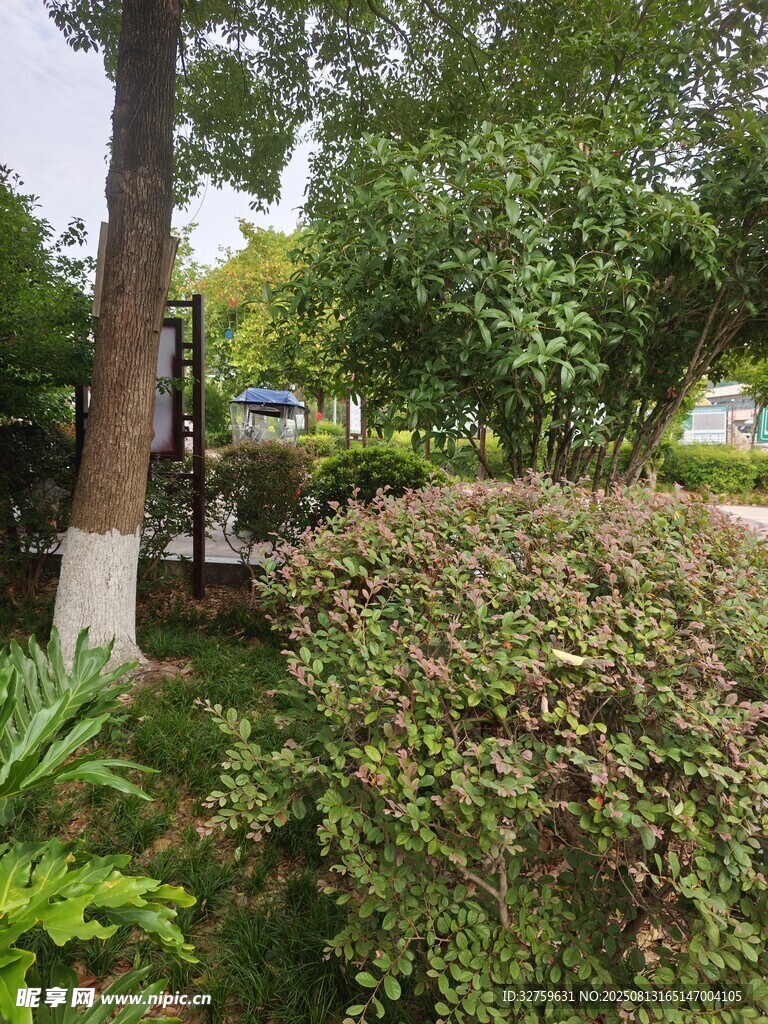公园绿植景观一角