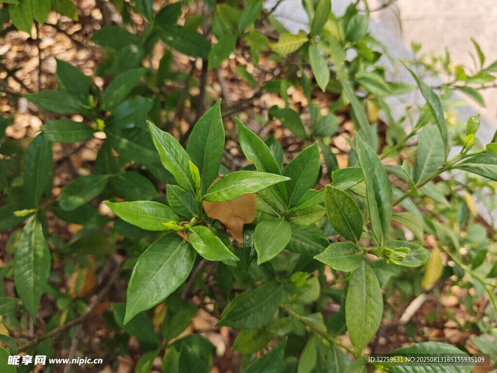 绿叶植物特写