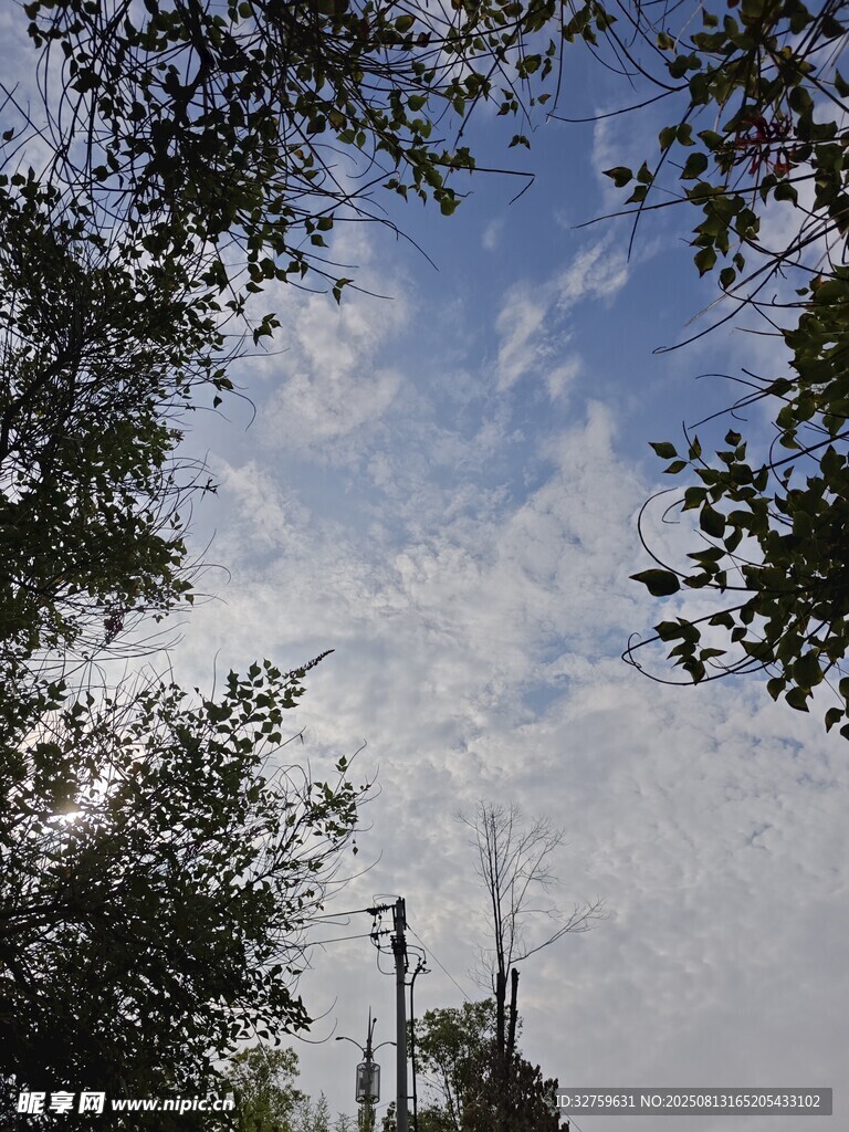 透过枝叶看远处尖顶建筑