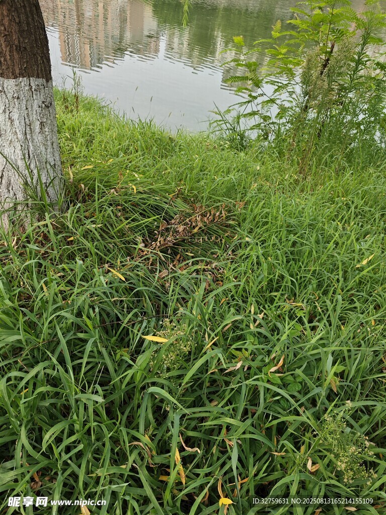 湖畔绿草与树干的自然景致