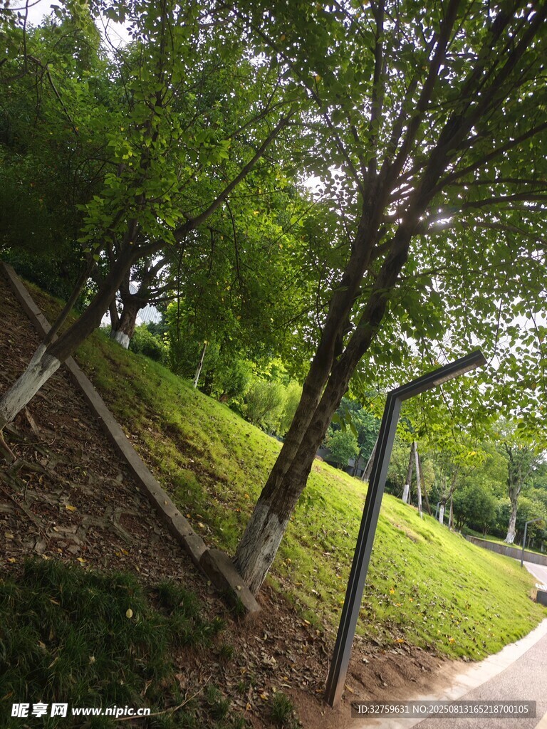 林间小道旁的倾斜树木
