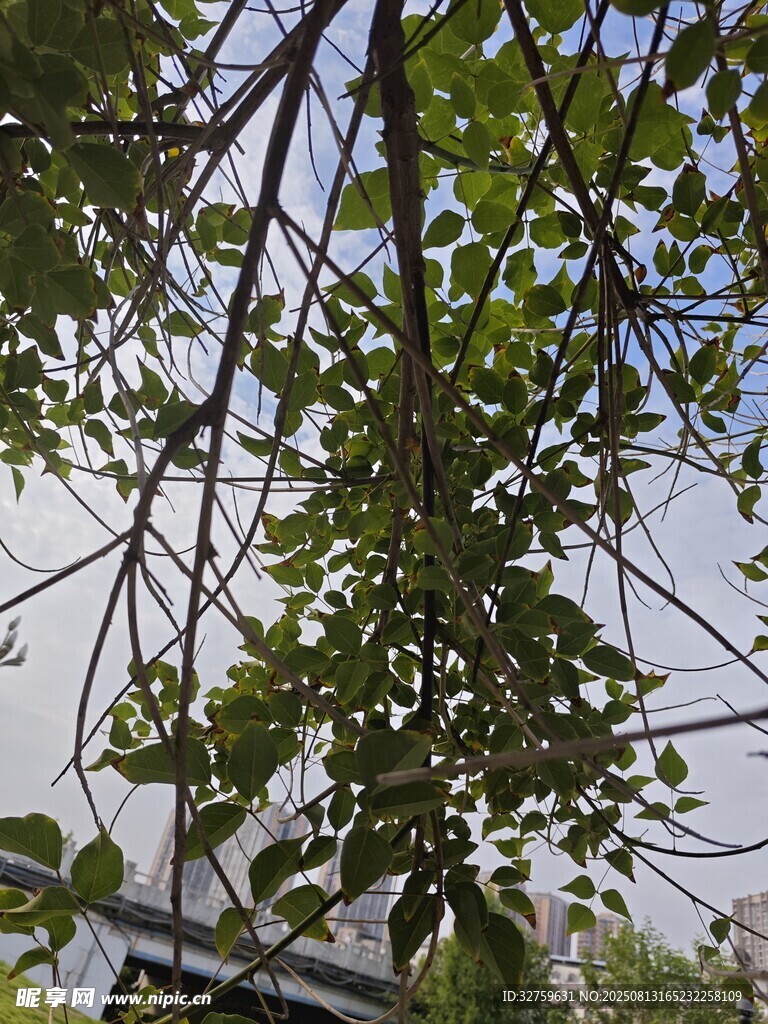 枝叶繁茂的绿树景观