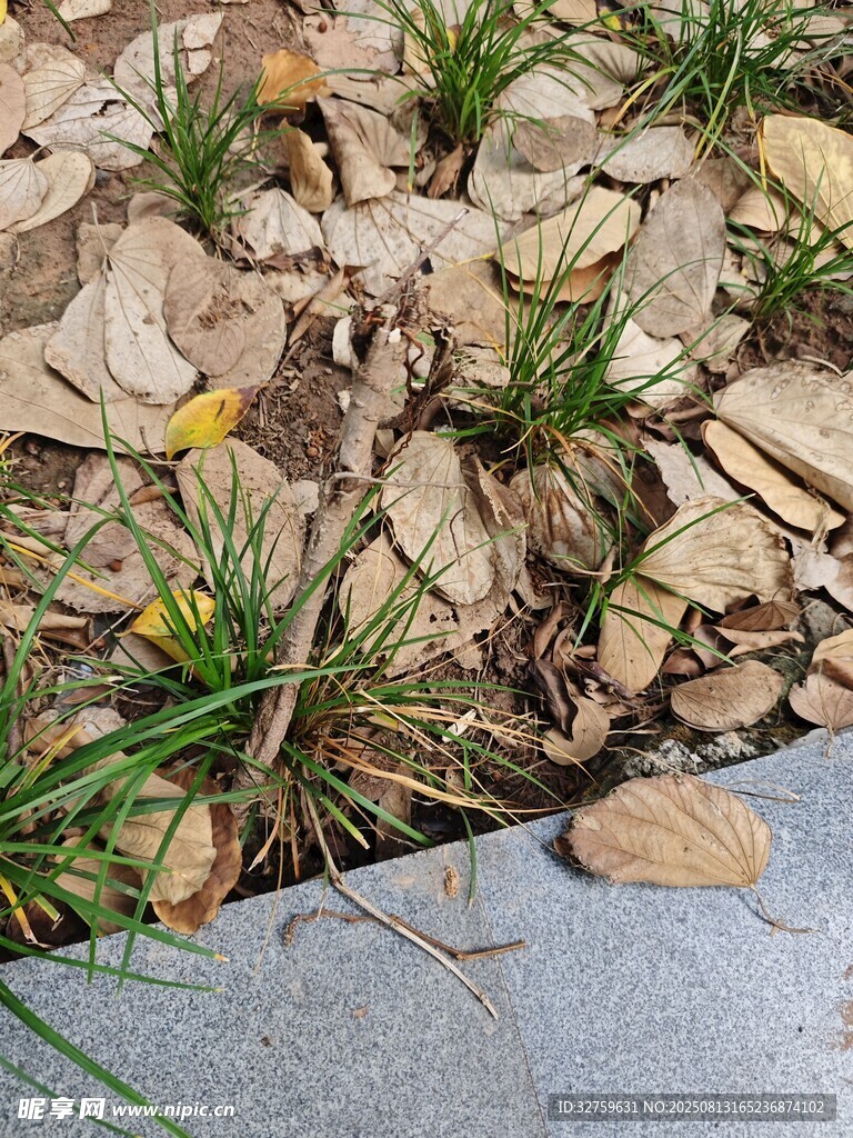 石缝间的小草与落叶