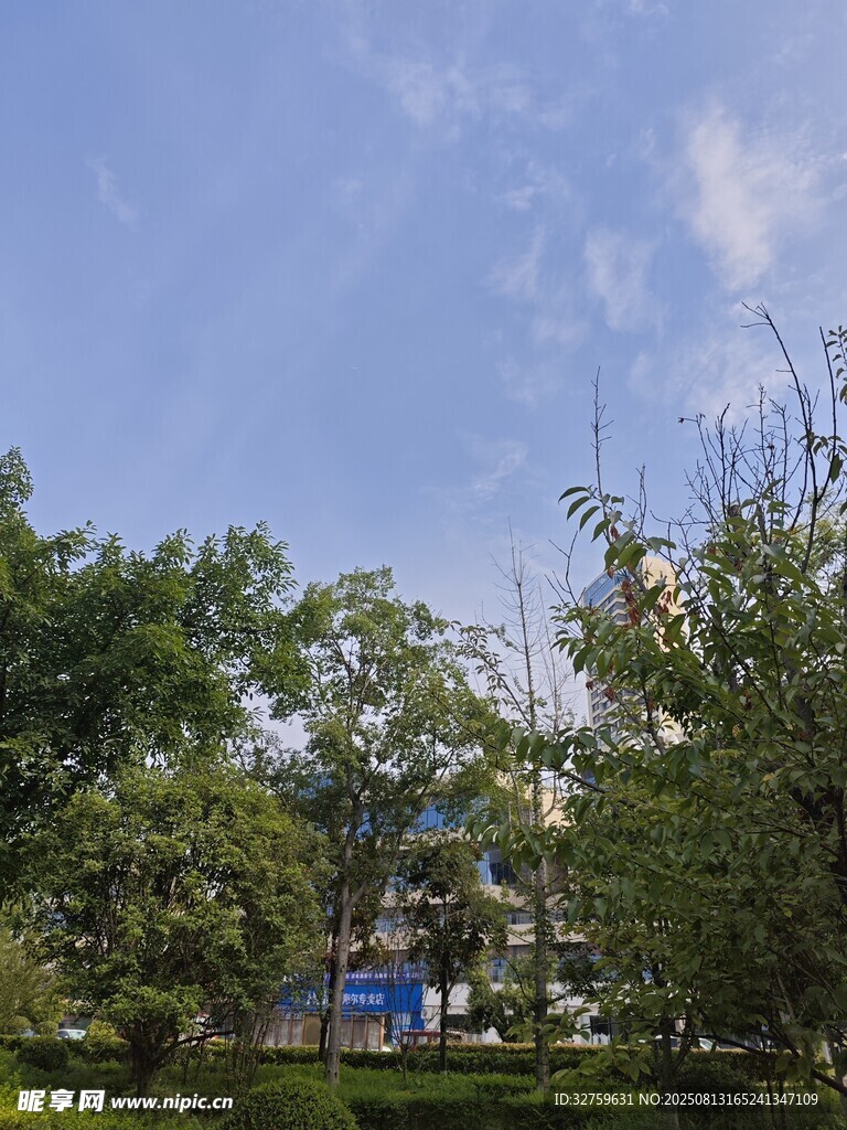 户外绿树蓝天景致