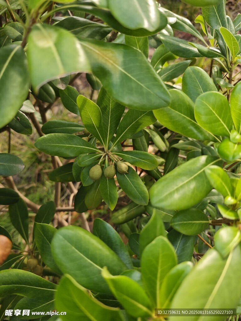 绿叶丛中的植物花朵