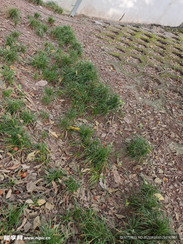 山坡上的嫩绿植被