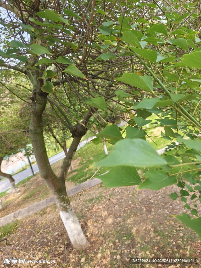 绿叶繁茂的树木