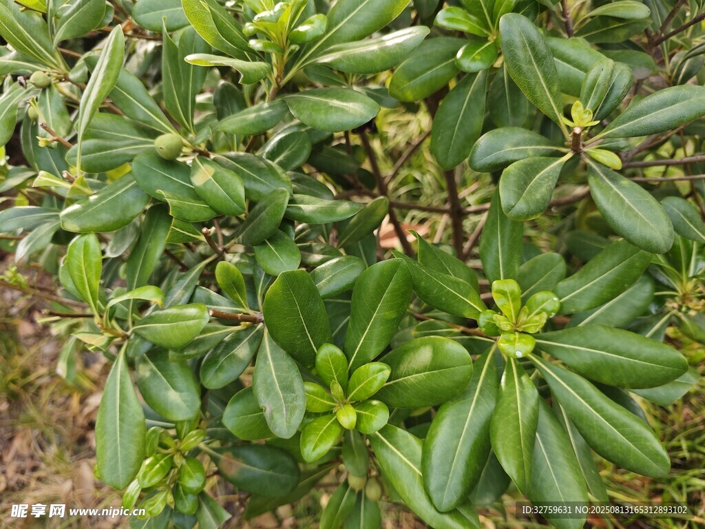 绿叶繁茂的灌木植物