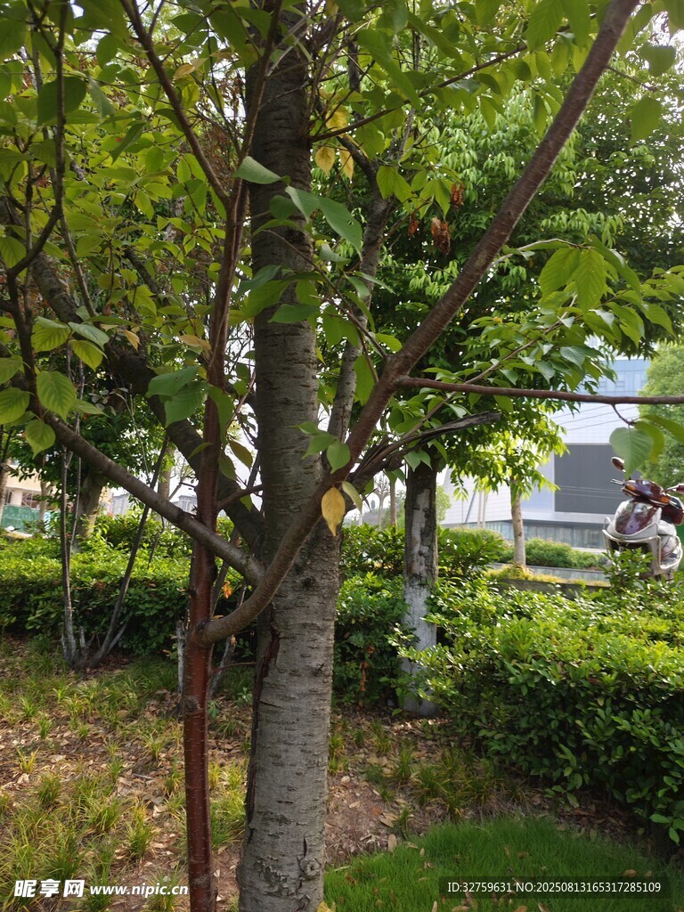 绿树成荫的户外景致