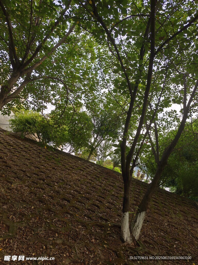 林间树木与褐色地面景观