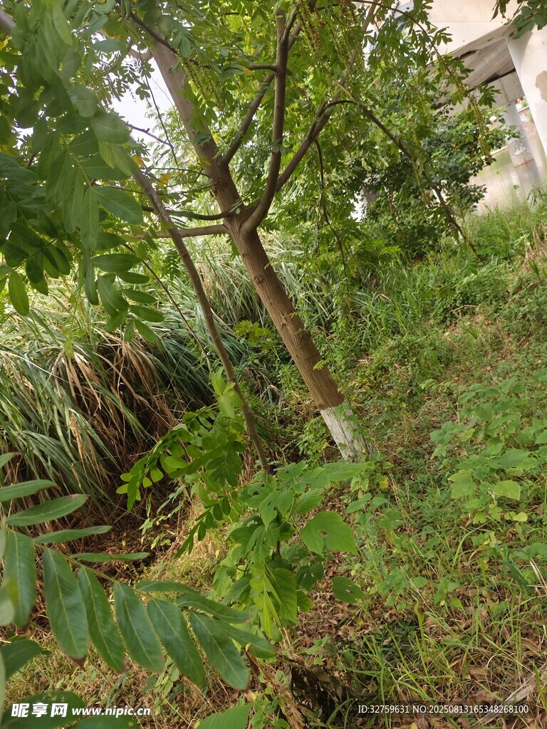 山坡上的繁茂绿植