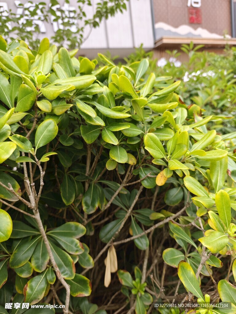 绿叶繁茂的柑橘植物