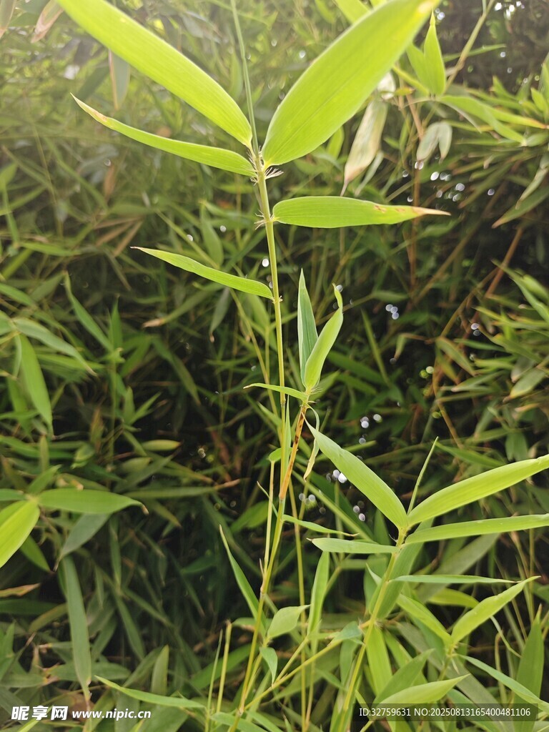 翠绿竹林中的鲜嫩竹子