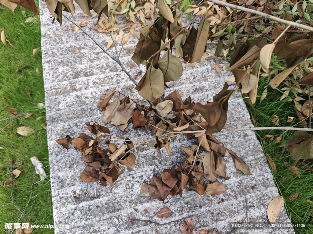 落叶