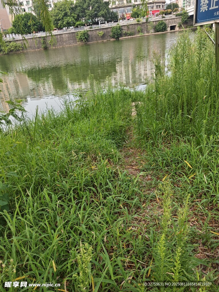 河畔绿草风景
