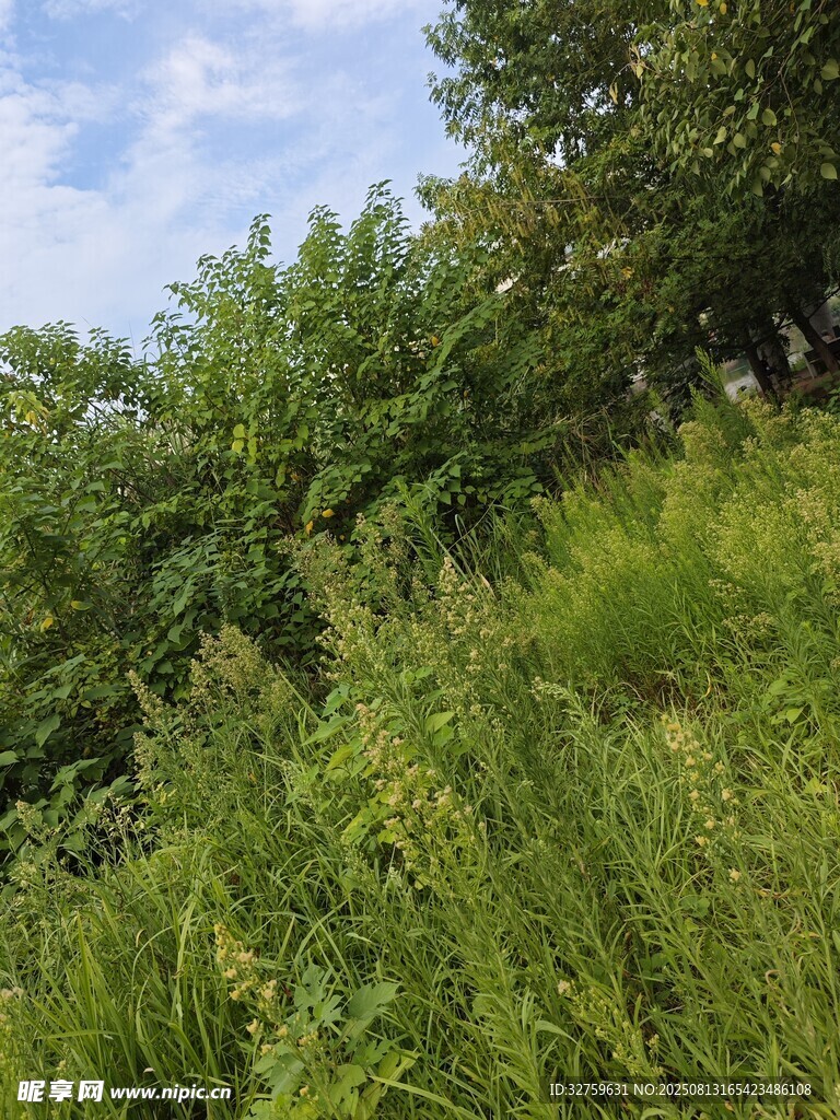绿意盎然的野外植被景观