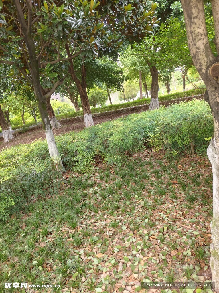 林间草地风景