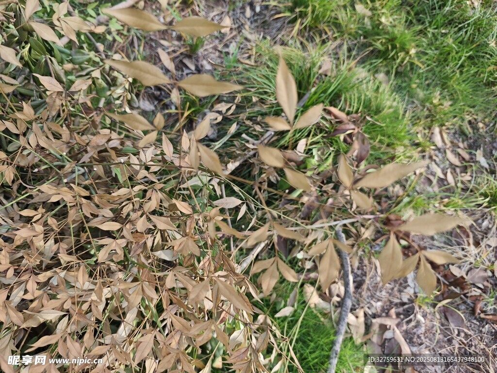 地面上的枯叶与绿草