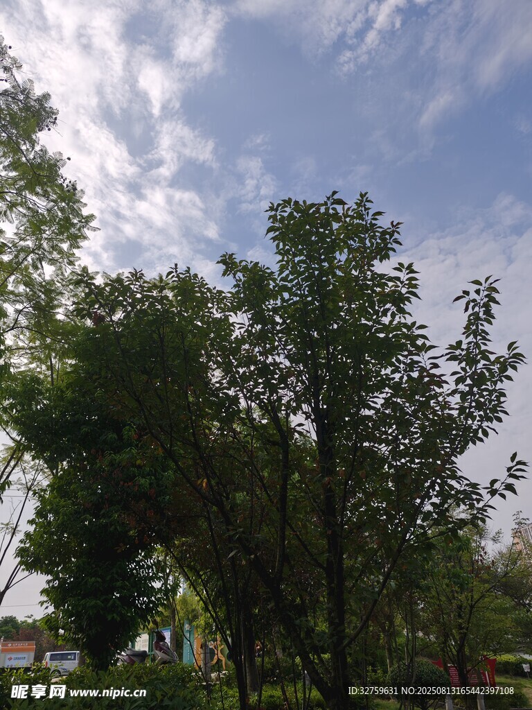 蓝天白云下的葱郁树木