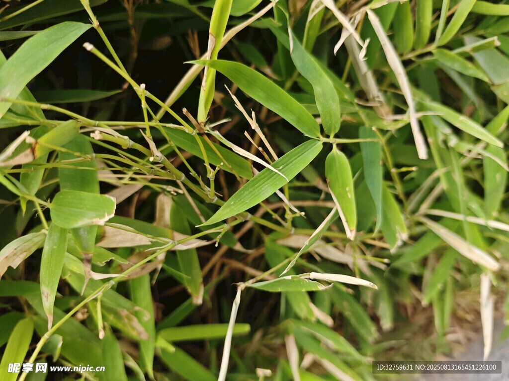 翠绿竹叶特写