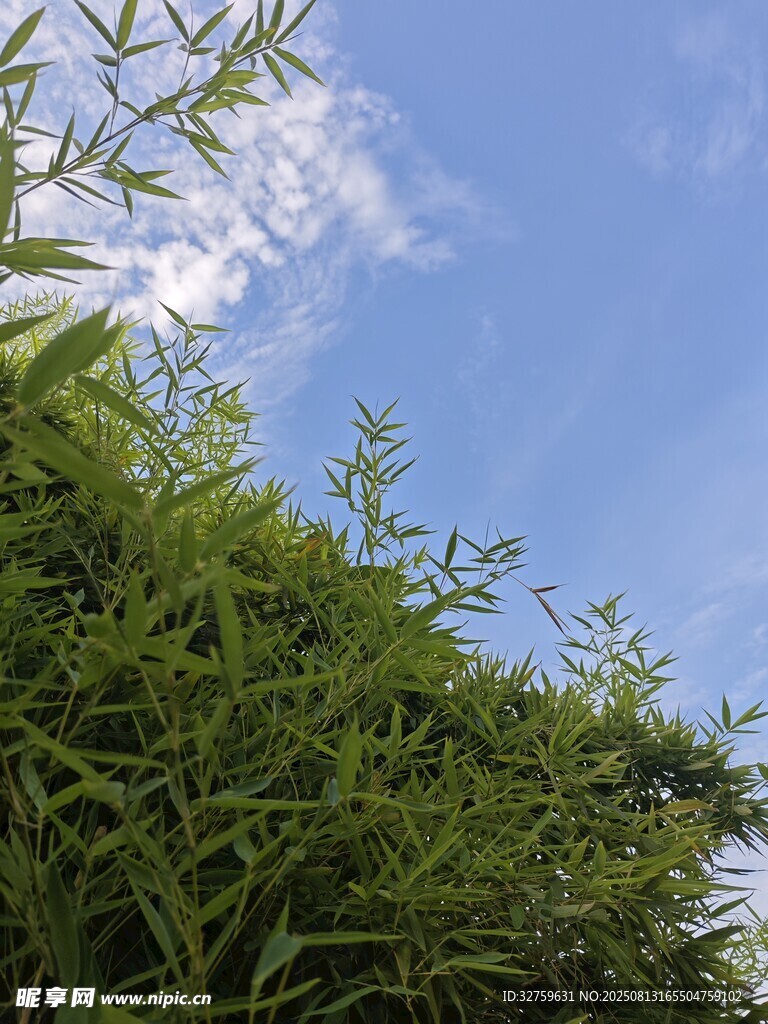 蓝天绿叶