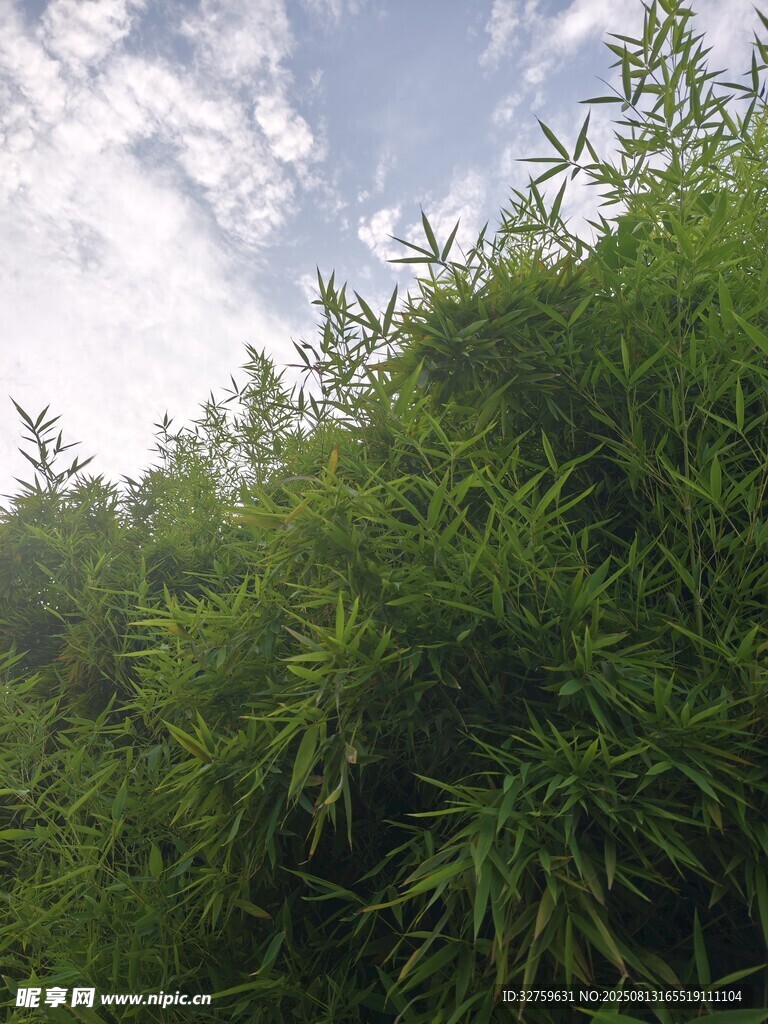 翠绿竹林映蓝天