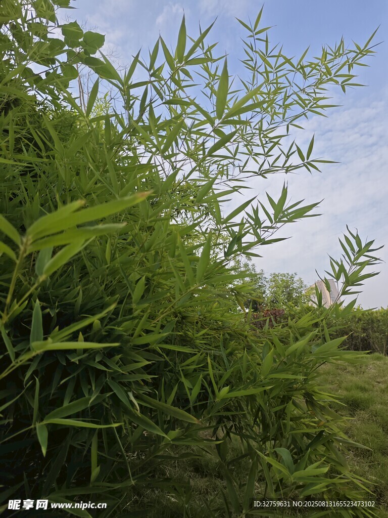 野外翠绿植物生机勃勃