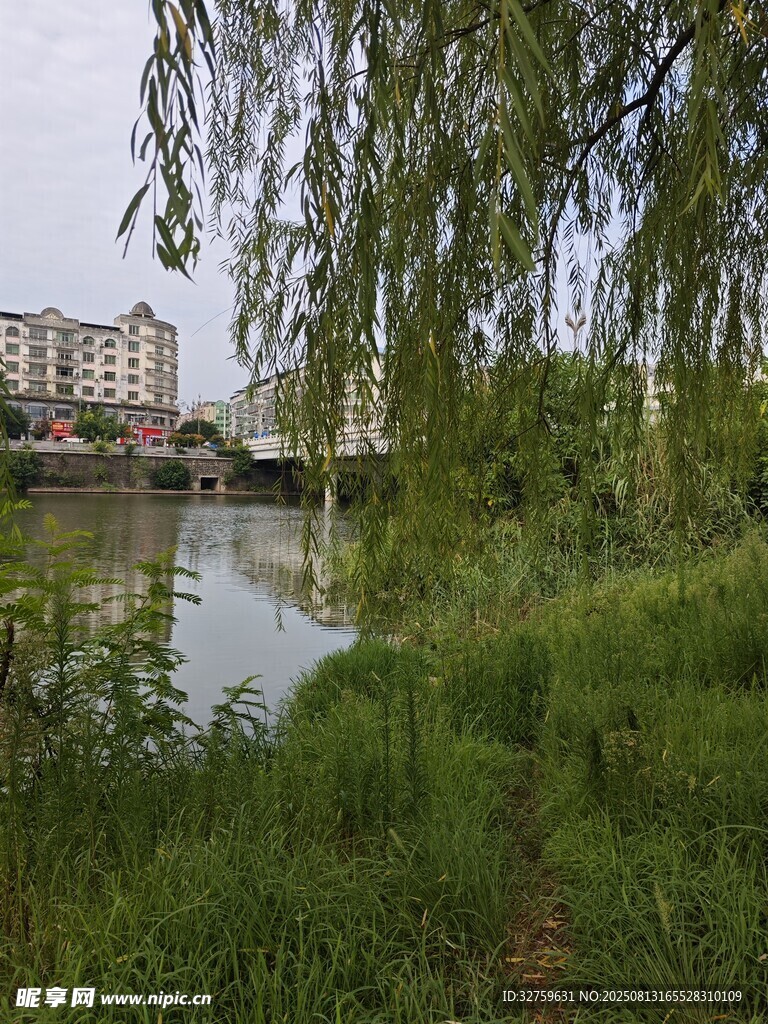 河畔垂柳