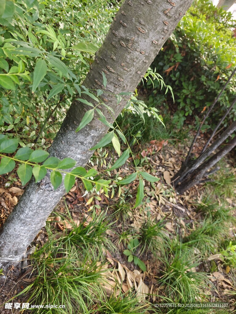 树干旁的繁茂绿植
