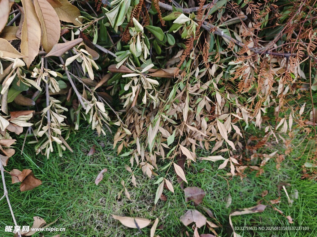 枯萎植物特写