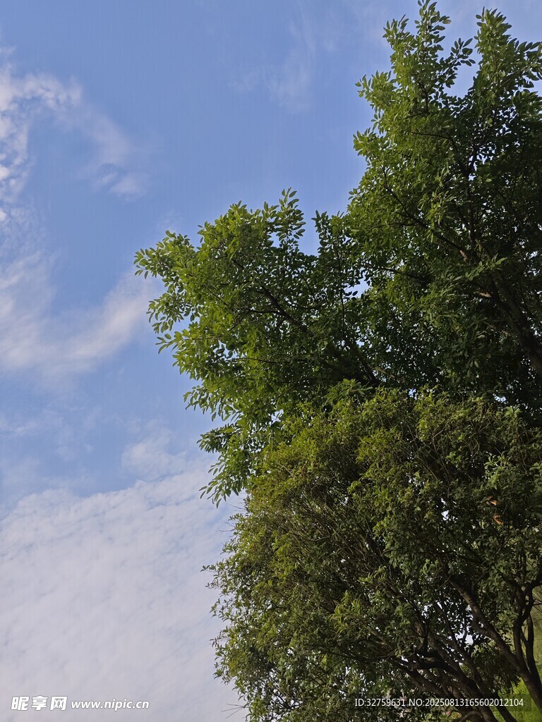蓝天绿树风景图