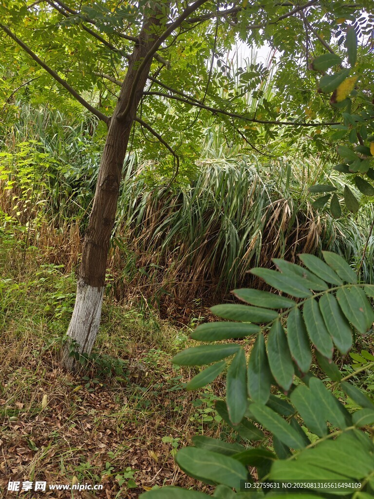 林间绿植景致