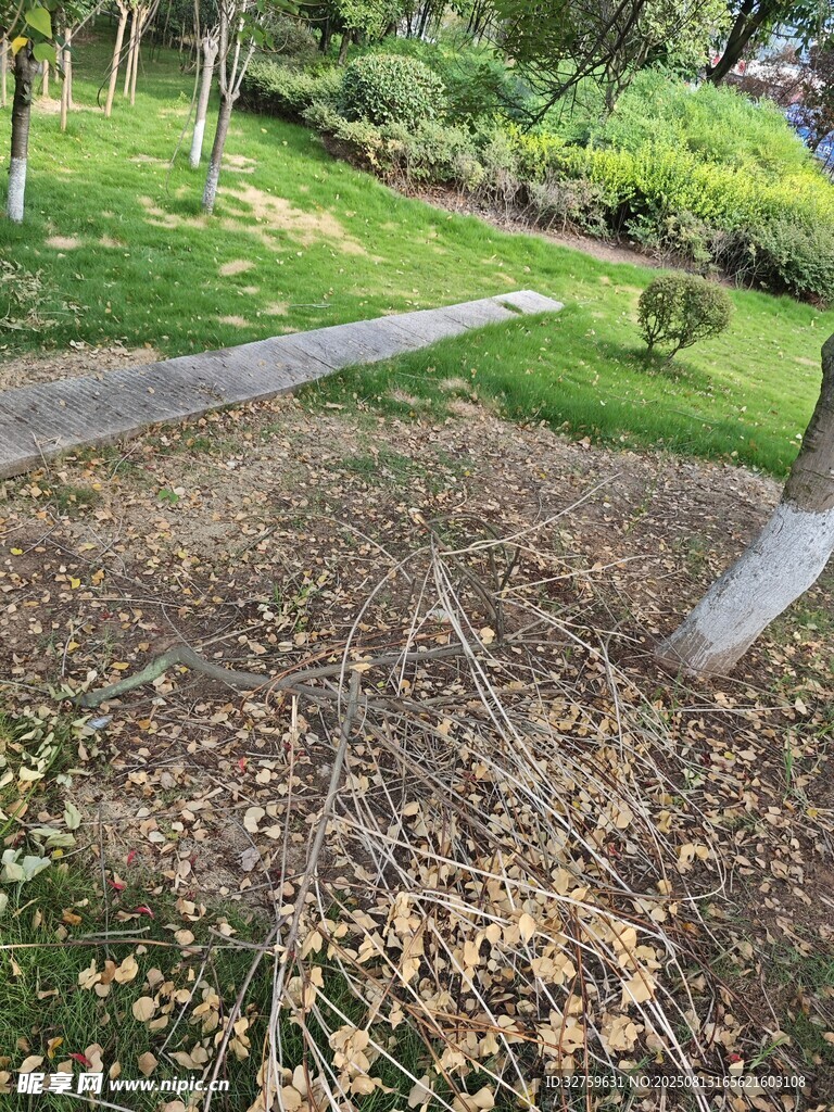 公园小径落叶铺满地面