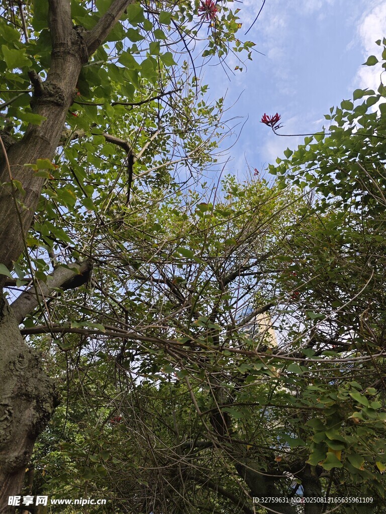 林间繁茂树木与晴朗天空