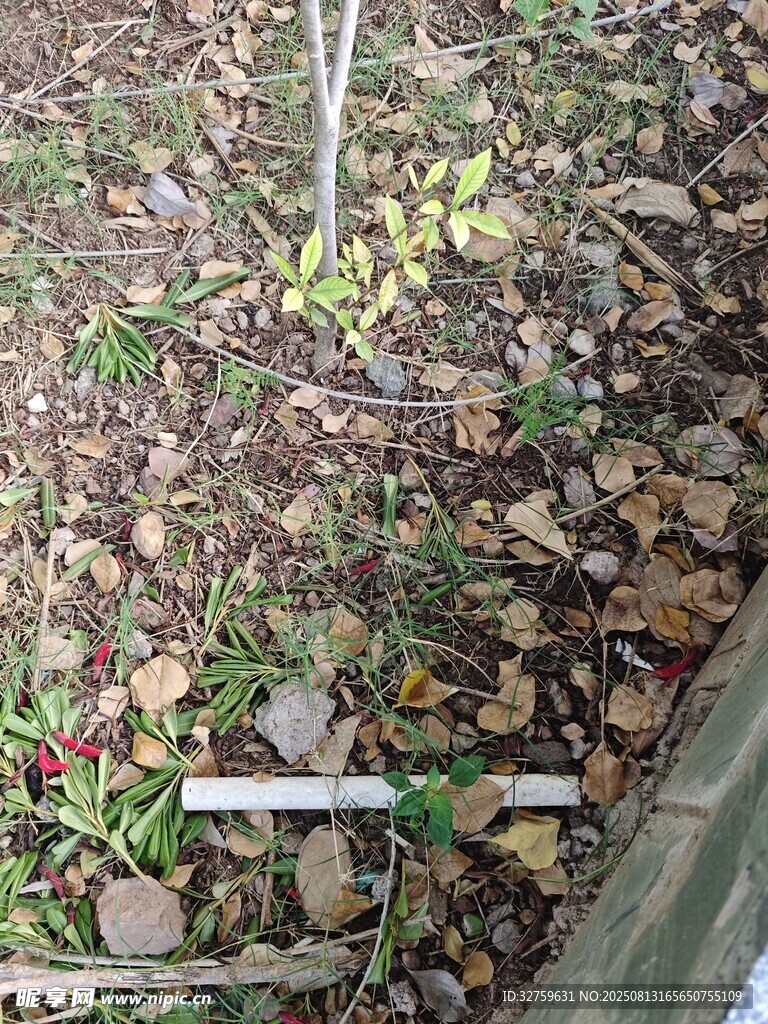 地面落叶与绿植景象