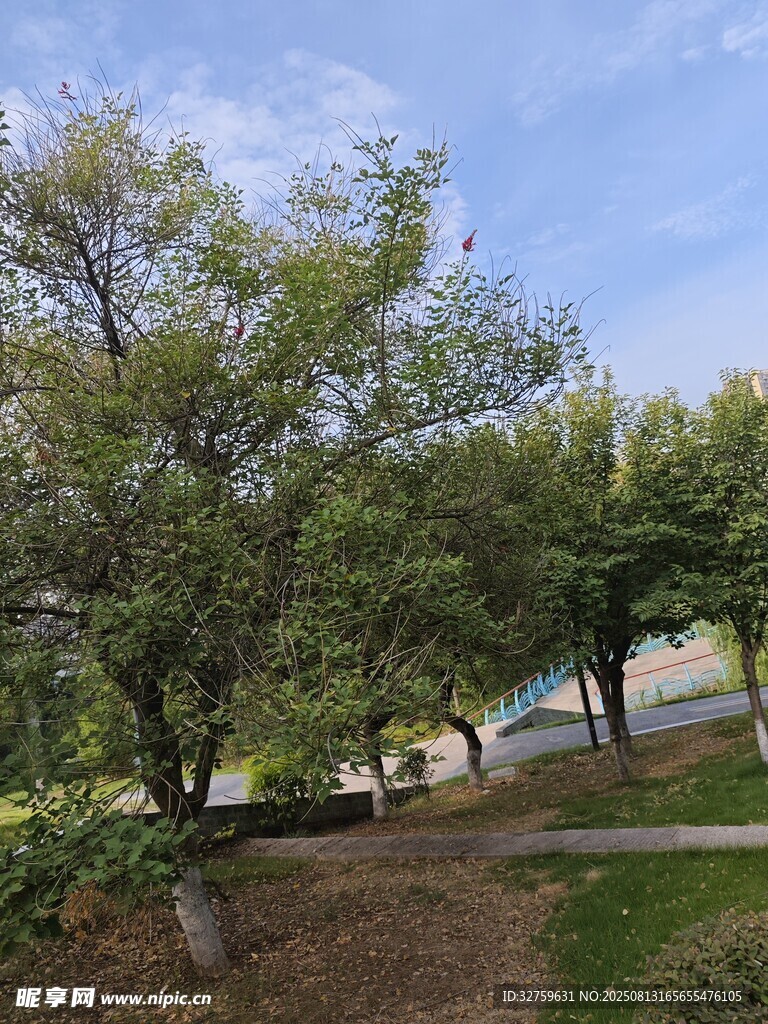 绿树成荫的户外景致