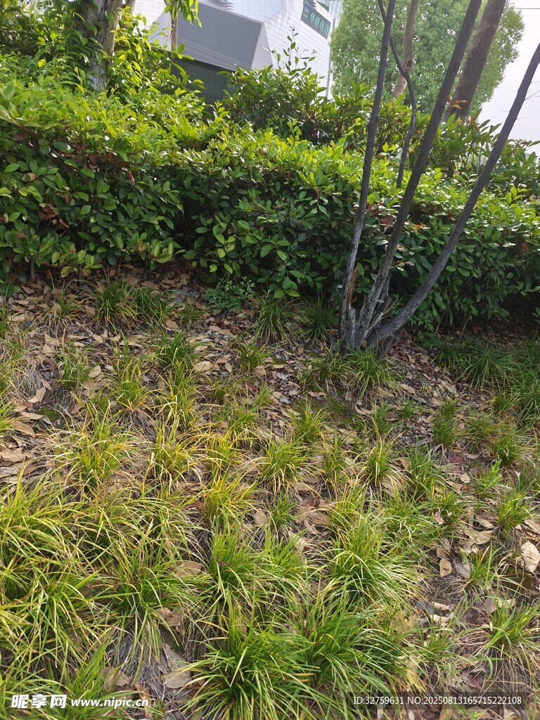 户外绿植丛生的角落