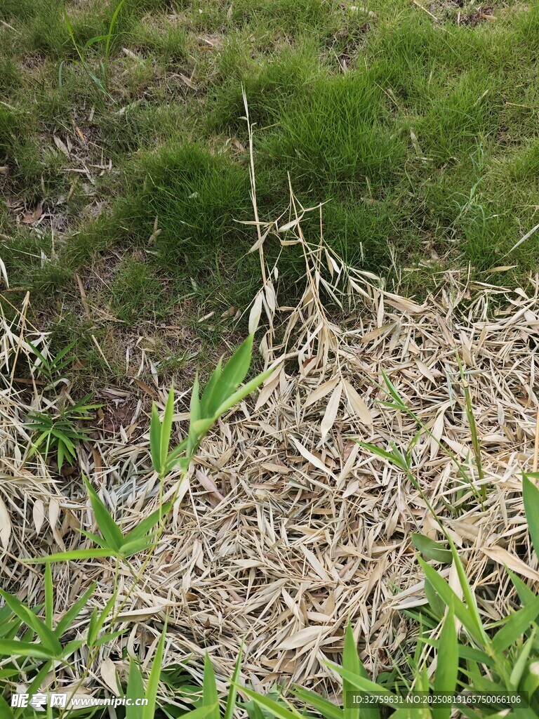 地面枯草与周边绿植景象