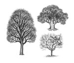 手绘树木插画