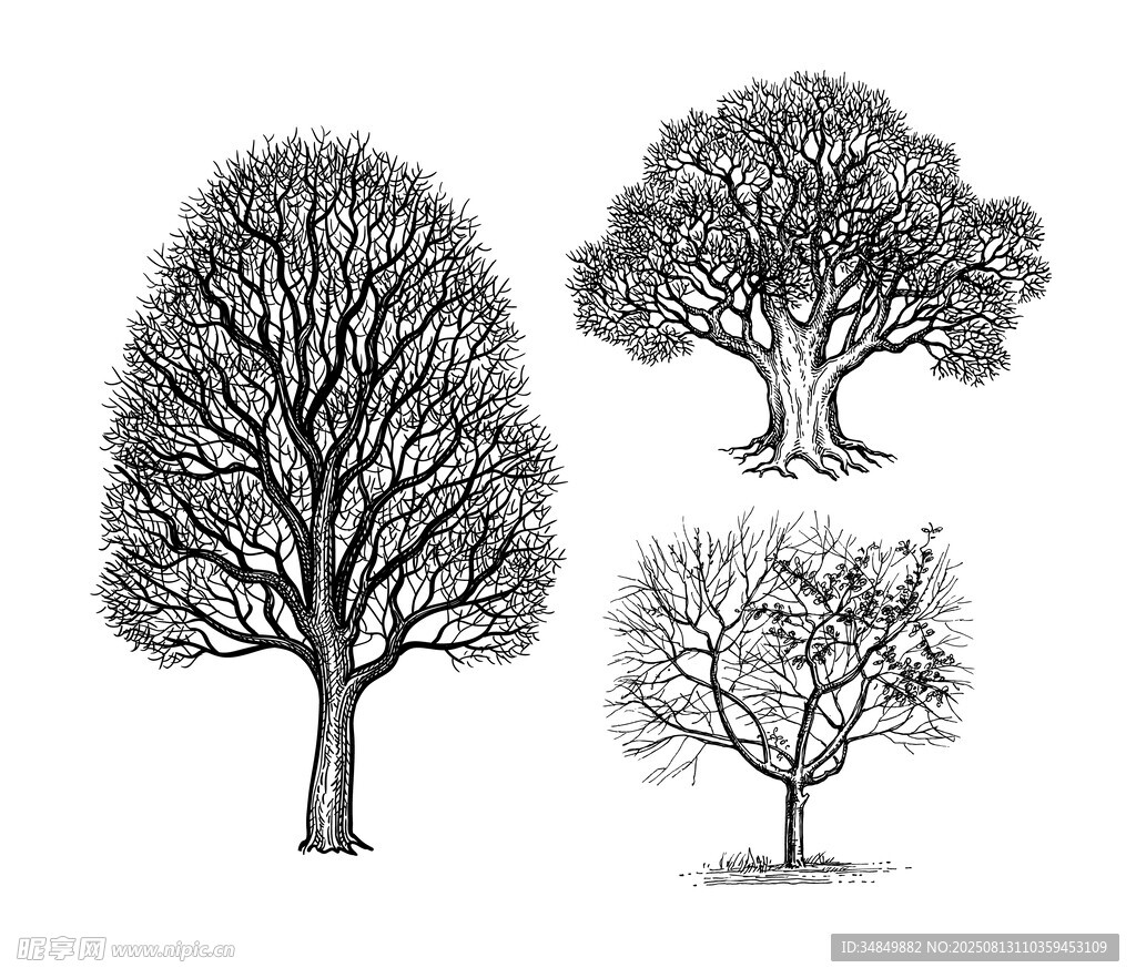 手绘树木插画